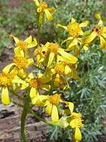 Inflorescence