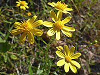 Senecio lemmonii