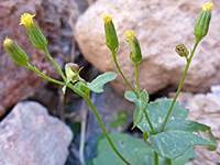 Senecio mohavensis