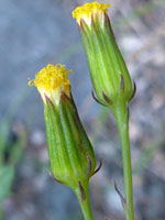 Two flowerheads