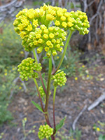 Openwoods Ragwort