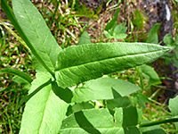 Stem leaves