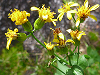 Sierra Ragwort