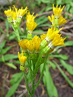 Brown-tipped phyllaries