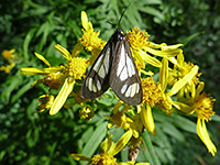 Senecio serra