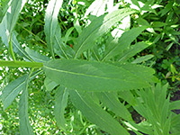 Stem and leaves