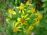 Senecio triangularis