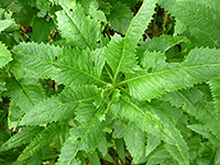 Foliage