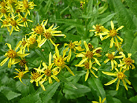 Arrowleaf Ragwort