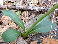 Basal leaves