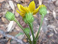 Wooton's Ragwort 