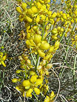 Senna armata