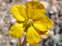 Senna covesii