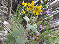 Senna durangensis