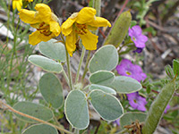 Two yellow flowers