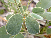 Durango Wild Sensitive-Plant