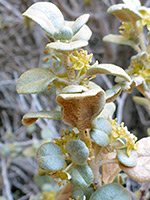 Upper stem leaves