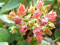 Reddish calyces