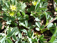 Leaves and flowers