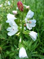 White Checkermallow