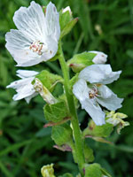 White flowers