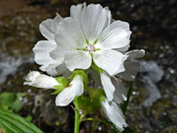 White checkermallow