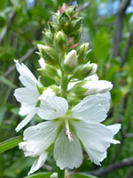 White checkermallow