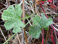 Hairy green leaves