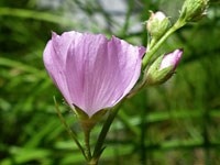 Petals and sepals