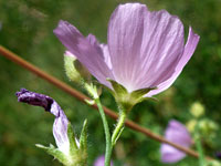 Two flowers, one withered