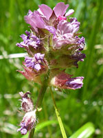 Sidalcea ranunculacea