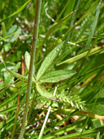 Stem and leaf