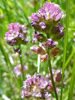 Marsh Checkerbloom