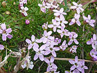 Pale pink petals