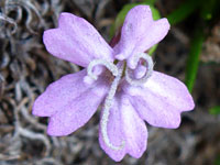 Pale purple flower