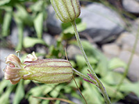 Top of a stem