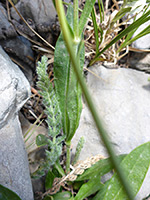 Lower stem leaves