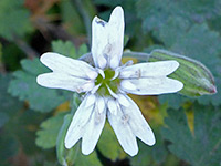 Douglas' catchfly