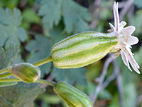 Hairy calyx