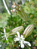 Three flowers