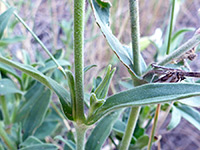 Stem and leaves