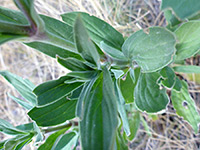 Bladder Campion