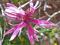 Pink petals and calyx