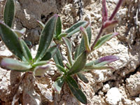 Plateau Catchfly