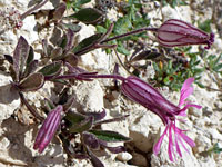 Flowers and leaves