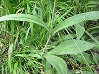 Green leaves