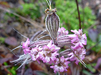 Scouler's catchfly