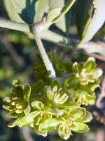 Greenish-yellow flowers