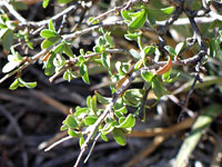 Leaves and branches