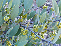 Flowering branches